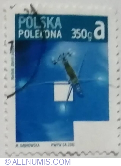 Image #1 of 350g a º 2013 - P 350g a - Water Strider (Gerris paludum)