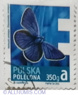 Image #1 of 350g a º 2013 - Mazarine Blue (Polyommatus semiargus)