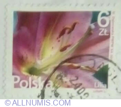 Image #1 of 6 Zloty 2016 - Lily (Lilium sp.)