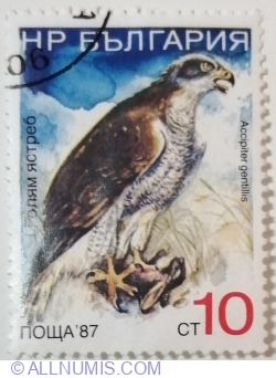 Image #1 of 10 Stotinc 1988 - Northern Goshawk (Accipiter gentilis)