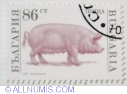 Image #1 of 86 Stotinki 1991 - Domestic Pig (Sus scrofa domestica