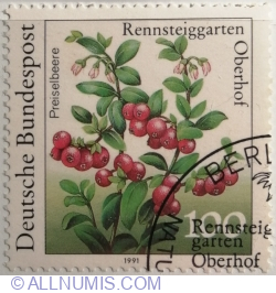 Image #1 of 100 Pfennig 1991 - Cranberry (Vaccinium vitis-idaea)