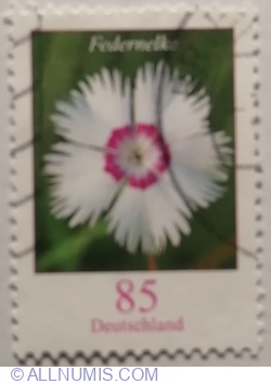 Image #1 of 85 Euro Cent 2014 - Common Pink (Dianthus plumarius)