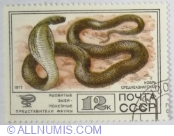 Image #1 of 12 Kopek 1977 - Central Asian Cobra (Naja naja)