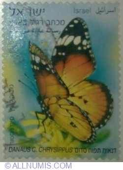 Image #1 of None º 2011 - African Monarch (Danaus chrysippus)