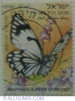 Image #1 of None º 2011 - African Caper White (Anaphaeis aurota)