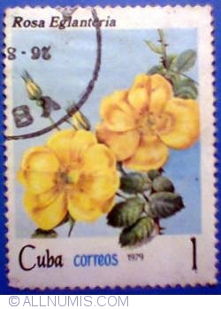 1 peso 1979 - Rosa englanteria