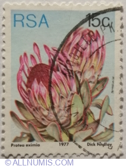 15 Cent 1977 - Broad-leaved Sugarbush (Protea eximia)