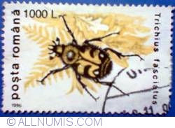 Image #1 of 1000 Lei - Richius fasciatus