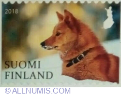 Image #1 of Domestic º 2018 - Finnish Spitz (national dog)