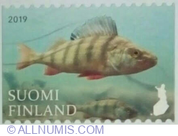 Image #1 of Domestic º 2019 - Perch (Perca fluviatilis)