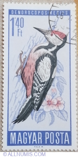 Image #1 of 1,40 Forint 1966 - Middle Spotted Woodpecker (Dendrocopos medius)