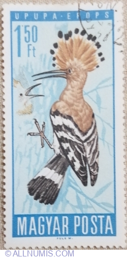 1,50 Forint 1966 - Eurasian Hoopoe (Upupa epops)