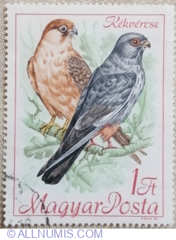 Image #1 of 1 forint 1968 - Red-footed Falcon (Falco vespertinus)