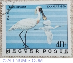 Image #1 of 40 fillér 1977 - Eurasian Spoonbill (Platalea leucorodia)