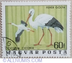 Image #1 of 60 fillér 1977 - White Stork (Ciconia ciconia)