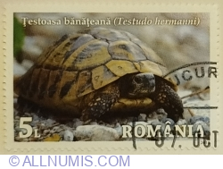 5 Lei 2018 - Banat’s Tortoise (Testudo hermanni)