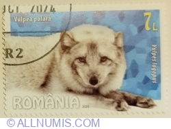 Image #1 of 7 Lei 2020 - Arctic Fox (Vulpes lagopus)