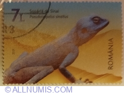7 Lei 2021 - Sinai Agama (Pseudotrapelus sinaitus)
