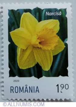 Image #1 of 1,90 Leu 2020 - Daffodil (Narcissus pseudonarcissus)