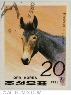 20 Chon - Mule (Equus asinus x Equus caballus)
