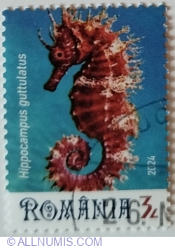 Image #1 of 3 Lei 2024 - Long-Snouted Seahorse (Hippocampus guttulatus)
