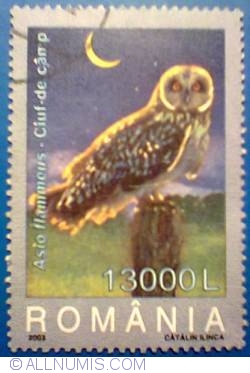 13000 Lei - Short-eared Owl-  Asio flammeus