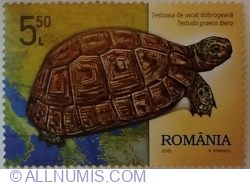 5,50 Lei 2021 - Greek Tortoise (Testudo graeca ibera)