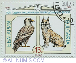 13 Stotinc - Vultur cu barba , Lynx eurasiatic