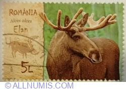 Image #1 of 5 Lei 2024 - Moose (Alces alces)