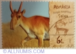 Image #1 of 6 Lei 2024 - Saiga (Saiga tatarica)