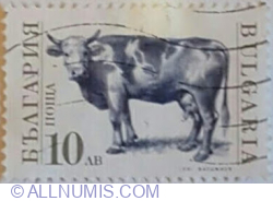 10 Leva 1991 - Vaca domestică (Bos primigenius taurus)