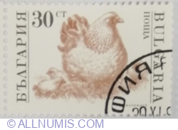 Image #1 of 30 Stotinka 1991 - Hen, Chicks (Gallus gallus domesticus)