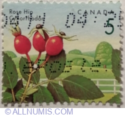 Image #1 of 5 Cents 1992 - Rose Hip (Rosa rugosa)