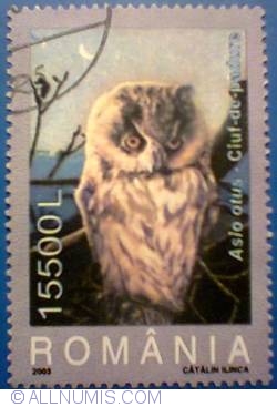 15500 Lei - The Long-eared Owl - Asio otus