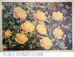 Image #1 of Trandafiri Cupol galbeni