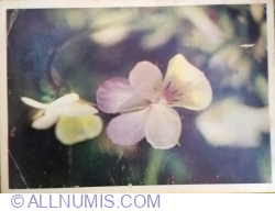 Image #1 of Viola arvensis