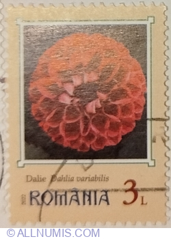 3 Lei 2022 - Dahlia (Dahlia variabilis)
