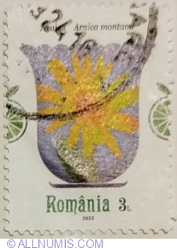 3 Lei 2023 - Mountain Arnica (Arnica montana)