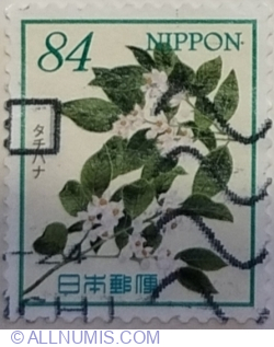 84 Yen 2020 - Tachibana Orange Blossoms (Citrus tachibana)