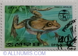 Image #1 of 40 Chon 1992 - Moor Frog (Rana arvalis)