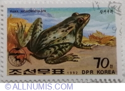 Image #1 of 70 Chon 1992 - Dark-spotted Frog (Rana nigromaculata)