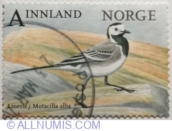 Image #1 of A Innland º 2015 - White Wagtail (Motacilla alba)