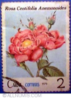 2 pesos 1979 - Rosa centifolia anemonoides