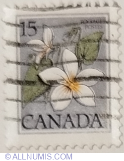 15 Cent 1979 - Canada Violet (Viola canadensis)