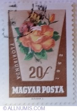 20 Fillér 1962 - Rosa hybr.