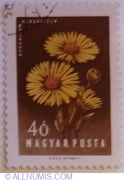 40 Fillér 1958 - Wild Sunflower (Doronicum hungaricum)