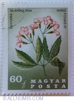60 Fillér 1967 - Cardamine (Dentaria glandulosa)