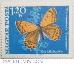 Image #1 of 1,20 Forint 1969 - Lesser Fiery Copper (Thersamonia thersamon)