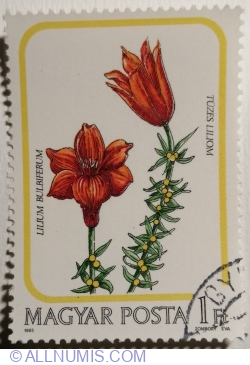 1 Forint 1985 - Red Lily (Lilium bulbiferum)